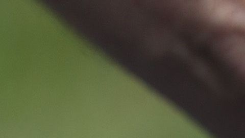 La serpiente arcoiris no es venenosa y es inofensiva.