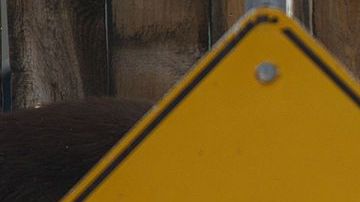 Una osa adulta anduvo por las calles de Pasadena hasta que lograron atraparla.