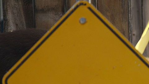 Una osa adulta anduvo por las calles de Pasadena hasta que lograron atraparla.