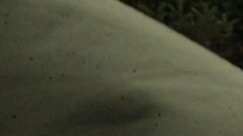 La Patrulla Fronteriza gana caso en Corte Suprema.