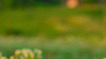 Los tratamientos de depuración natural son considerados uno de los mejores aliados de la salud.