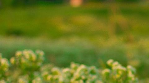 Los tratamientos de depuración natural son considerados uno de los mejores aliados de la salud.