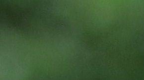 Los cojinetes de los perros estarán sanos con  un bálsamo especial para ellos y hecho en casa.