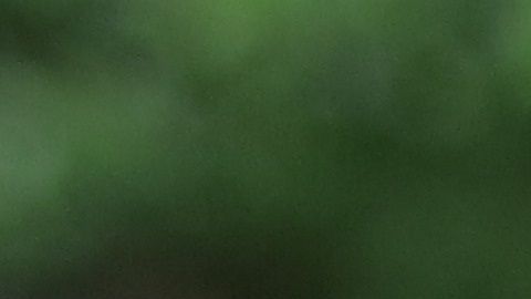 Los cojinetes de los perros estarán sanos con  un bálsamo especial para ellos y hecho en casa.