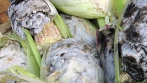 El huitlacoche es popularmente nombrado como "el caviar mexicano".