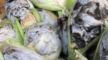 El huitlacoche es popularmente nombrado como "el caviar mexicano".