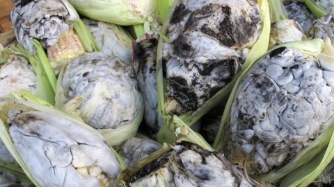 El huitlacoche es popularmente nombrado como "el caviar mexicano".