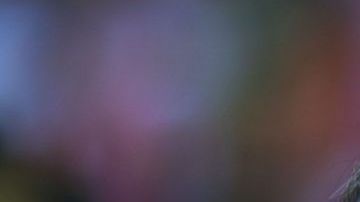 Vergara compró al equipo en el 2002.