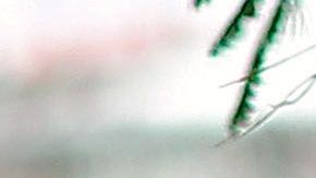 Actualmente dirige al San José Earthquakes de la MLS.