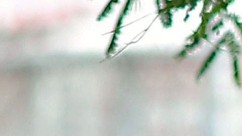 Actualmente dirige al San José Earthquakes de la MLS.