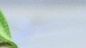 Cecilio Domínguez festeja tras anotar el gol de la victoria.