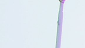 La novia le va a Pumas y el novio a las Chivas.