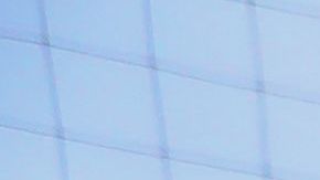 El águila real es una especie que se encuentra en riesgo.