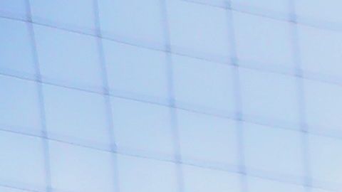 El águila real es una especie que se encuentra en riesgo.