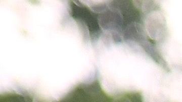 Javier Hernández disfruta su nueva vida.