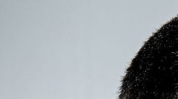 José Ron y Donald Trump.