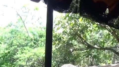 Vista de una de las embarcaciones de Jungle Cruise.
