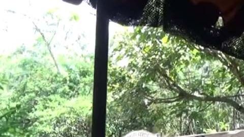 Vista de una de las embarcaciones de Jungle Cruise.