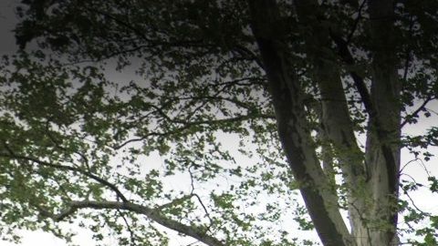 Keltch Park, El Bronx