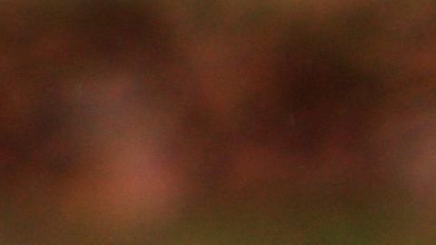 Las llamas son utilizadas en terapias para ancianos, personas con autismo y diversas enfermedades.