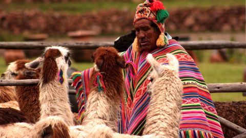 Las llamas son utilizadas en terapias para ancianos, personas con autismo y diversas enfermedades.