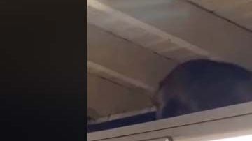 El video, compartido en la página de Facebook de Subway Creatures este miercoles, ya supera las 48,000 reproducciones.