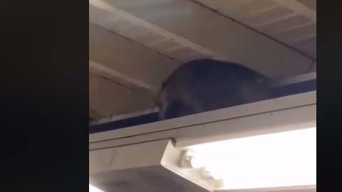 El video, compartido en la página de Facebook de Subway Creatures este miercoles, ya supera las 48,000 reproducciones.
