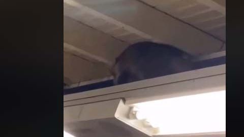 El video, compartido en la página de Facebook de Subway Creatures este miercoles, ya supera las 48,000 reproducciones.