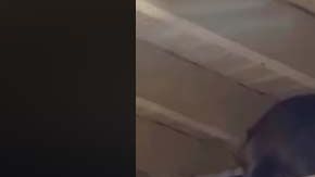 El video, compartido en la página de Facebook de Subway Creatures este miercoles, ya supera las 48,000 reproducciones.