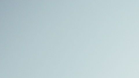 Los animales de compañía deben tener cuidado ante el efecto negativo de la radiación solar