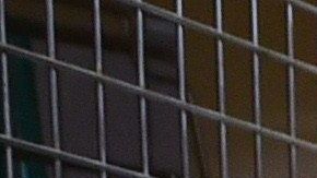 Los pañales caninos son muy útiles para cachorros aprendices, hembras en celo, perros discapacitados y canes de edad avanzada .