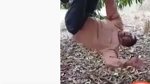 El pastor se cuelga de un árbol, como si fuera un murciélago.