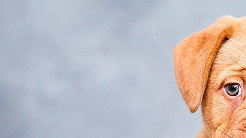 3 millones de gatos y perros se sacrifican cada año en los albergues.