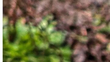 Yuki es el perro lobo que ha causado sensación en las redes sociales.