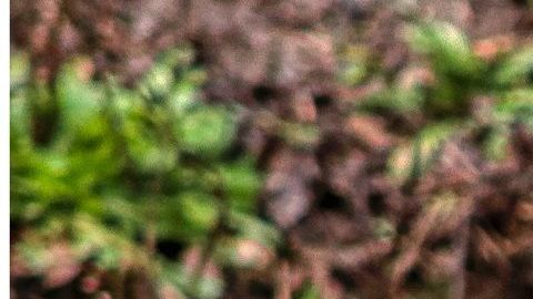 Yuki es el perro lobo que ha causado sensación en las redes sociales.