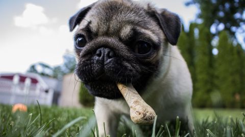 Los perros deben recibir educación para que aprendan qué no deben morder.