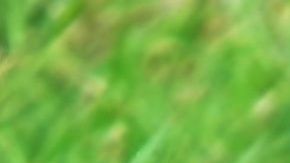 Los perros comen pasto por un comportamiento instintivo.