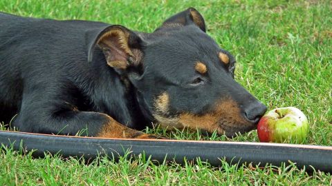 Los perros comen pasto por un comportamiento instintivo.