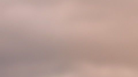 La salud cardiaca de una persona mejora con un perro como mascota.