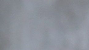 El voluntariado en un refugio es una opción para convivir con un can.