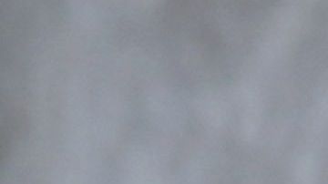 El voluntariado en un refugio es una opción para convivir con un can.