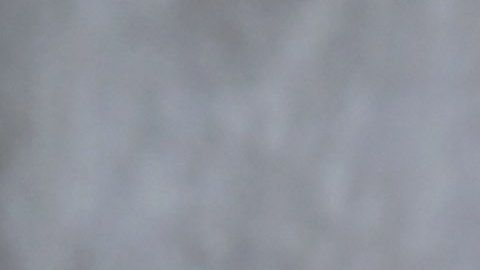 El voluntariado en un refugio es una opción para convivir con un can.