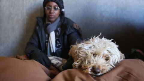 El voluntariado en un refugio es una opción para convivir con un can.