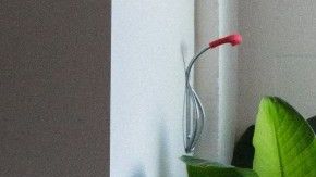 Las plantas no sólo son excelentes ornamentos, sino grandes aliados de la salud.