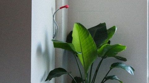 Las plantas no sólo son excelentes ornamentos, sino grandes aliados de la salud.