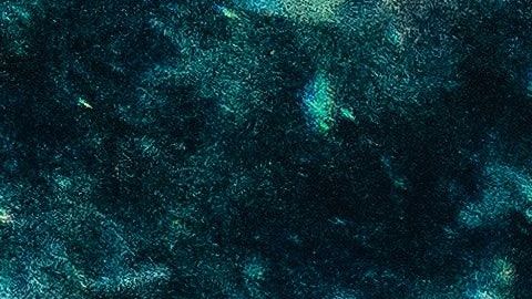 Estos animales son maestros del camuflaje.