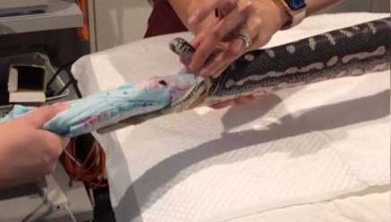 La serpiente fue intervenida en el Small Animal Specialist Hospital (SASH).