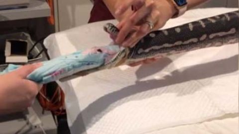 La serpiente fue intervenida en el Small Animal Specialist Hospital (SASH).