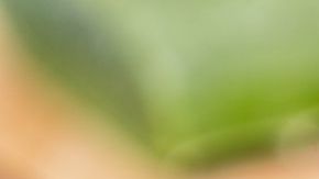 La sábila es popular por sus propiedades antioxidantes y antibacterianas.