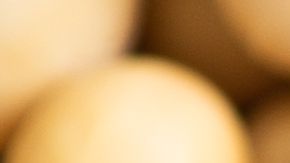 shutterstock_1226419756